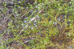 Fragrant eryngo